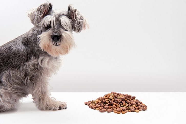 Read more about the article מזון מומלץ לכלבים: 3 מותגים מבוקשים במיוחד שכדאי להכיר