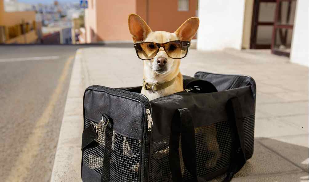 הטסת בעל חיים