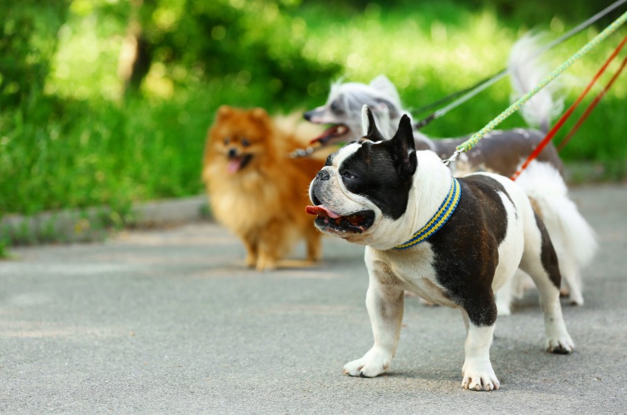 גינות כלבים ציבוריות
